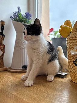 Объявление: Милейшая домашняя девочка, котенок Карамелька в добрые руки, 10 руб., Санкт-Петербург