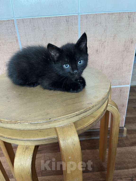 Кошки в Ростове-на-Дону: Виттон  Мальчик, Бесплатно - фото 3