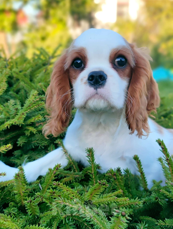 Собаки в Санкт-Петербурге: Девочка кавалер Кинг Чарльз спаниель  Девочка, 160 000 руб. - фото 3