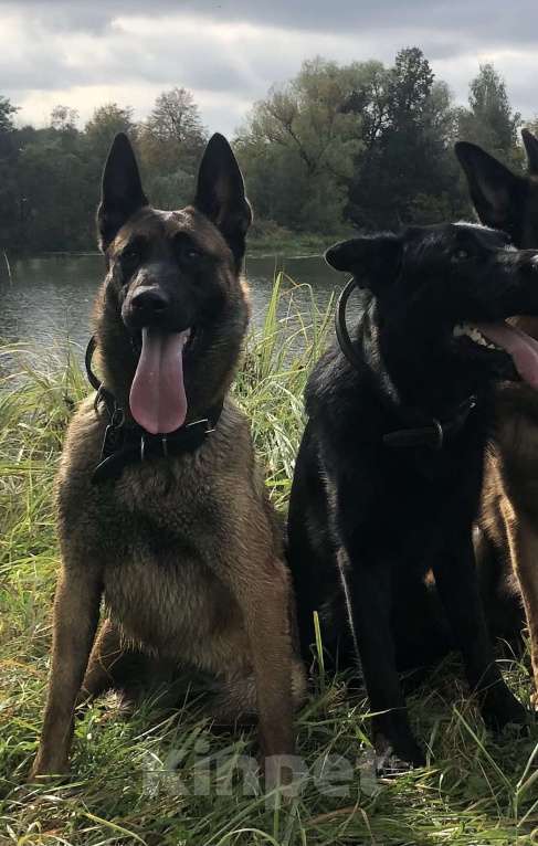 Собаки в других городах Московской области: Малинуа для спорта, работы, выставок и просто активной жизни Девочка, 60 000 руб. - фото 8