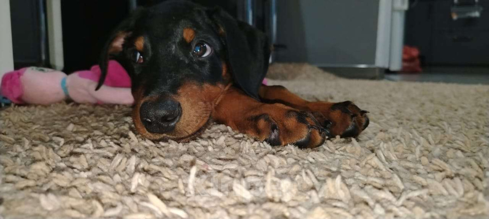 Собаки в Москве: Мальчик добермана черно подпадого окраса . хвостик не купирован. Возрасти 1.5 мес . с документами Мальчик, 35 000 руб. - фото 1