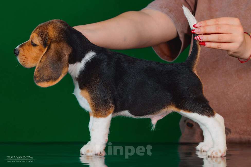 Собаки в Армавире: Щенки бигль Мальчик, 40 000 руб. - фото 2