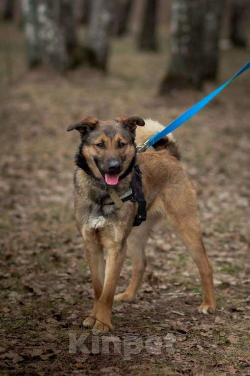 Собаки в Москве: Юхо! Он будет радовать Вас! В добрые руки! Мальчик, Бесплатно - фото 3