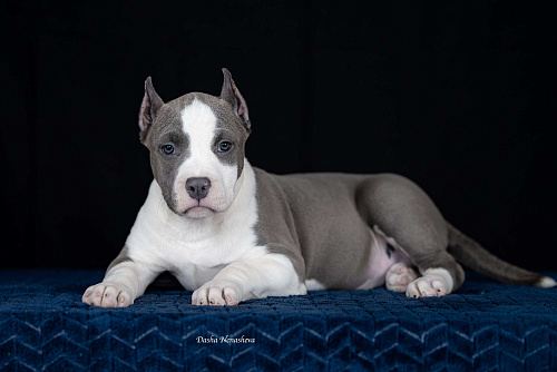 Щенки американского стаффордширтерьера