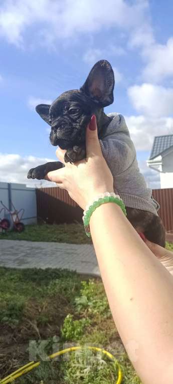 Собаки в Белгороде: французский бульдог  Мальчик, Бесплатно - фото 3