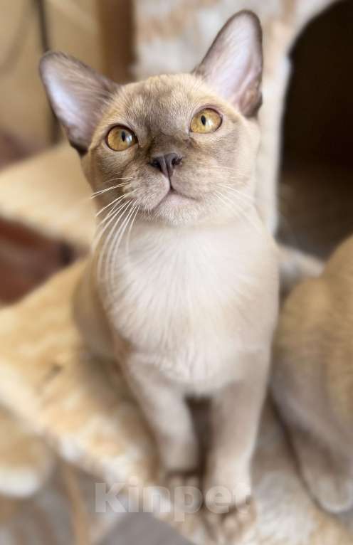 Кошки в Москве: Бурманские котята Мальчик, 60 000 руб. - фото 5