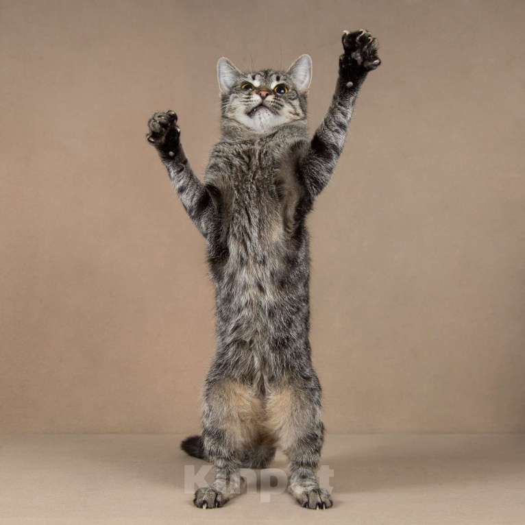 Кошки в Москве: Бетти - «дракон Ли».  Добрейшая полосатая кошечка в добрые руки. Девочка, Бесплатно - фото 7