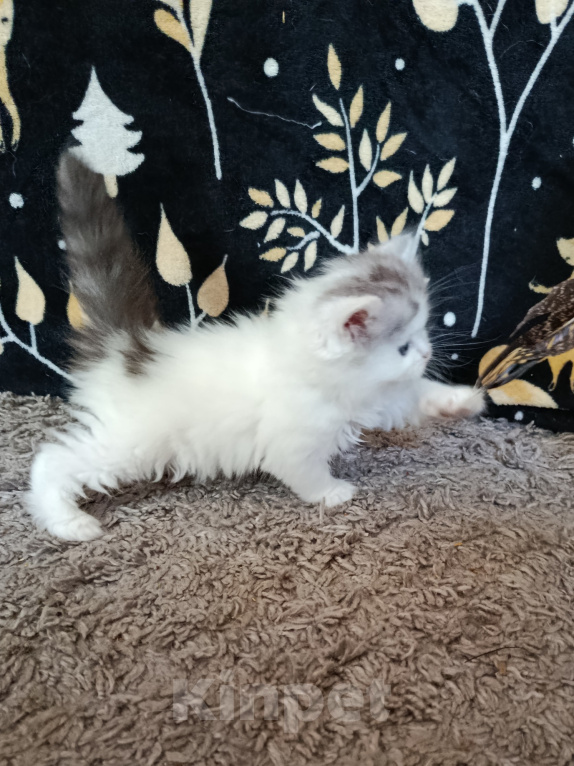 Кошки в Барнауле: Шотландская прямоухая кошка короткошёрстная Девочка, 8 000 руб. - фото 2