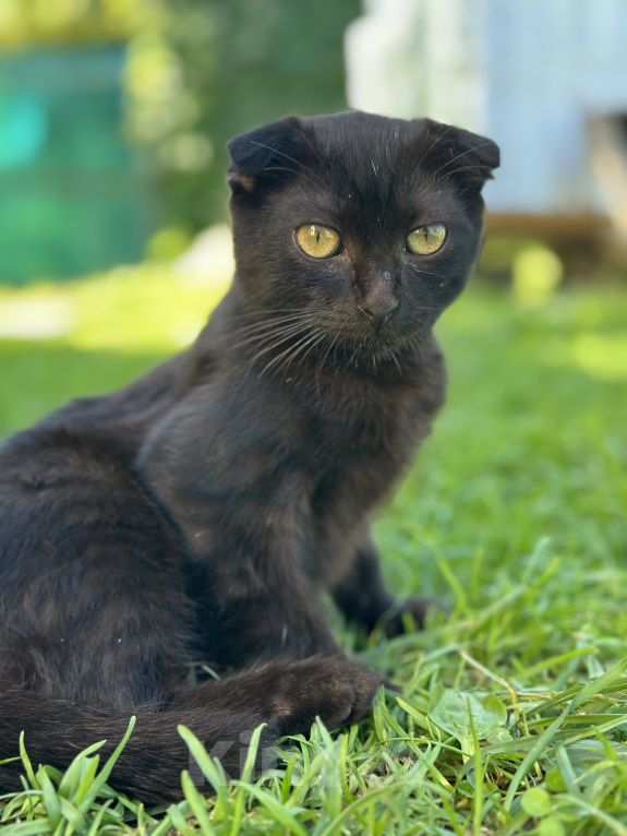 Кошки в Мытищах: Возьми котенка и спаси от зимы Мальчик, Бесплатно - фото 5