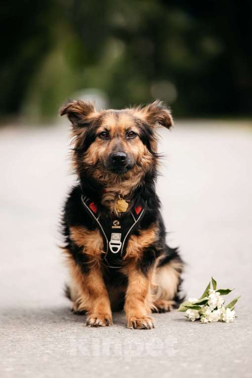 Собаки в Москве: Маленькая пушистая собачка Афелия в дар Девочка, 1 руб. - фото 3