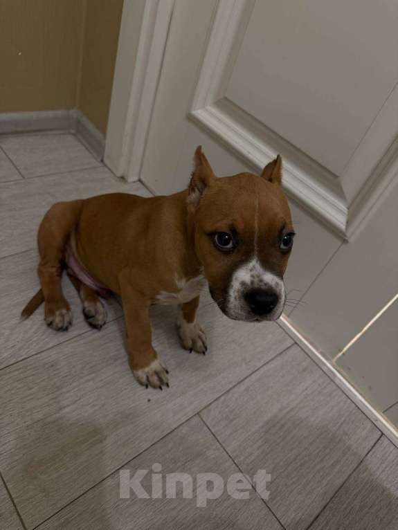 Собаки в Котельнике: Приобретите друга  Мальчик, 30 000 руб. - фото 3