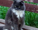 Кошки в Алексине: Найден взрослый котик Мальчик, Бесплатно - фото 1
