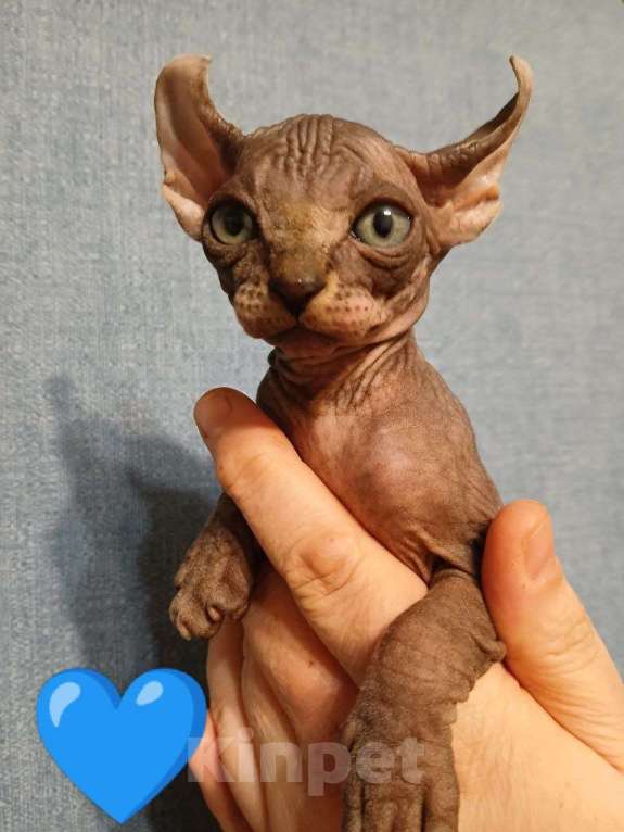 Кошки в Москве: Котята Канадский сфинкс эльф Девочка, 18 000 руб. - фото 6