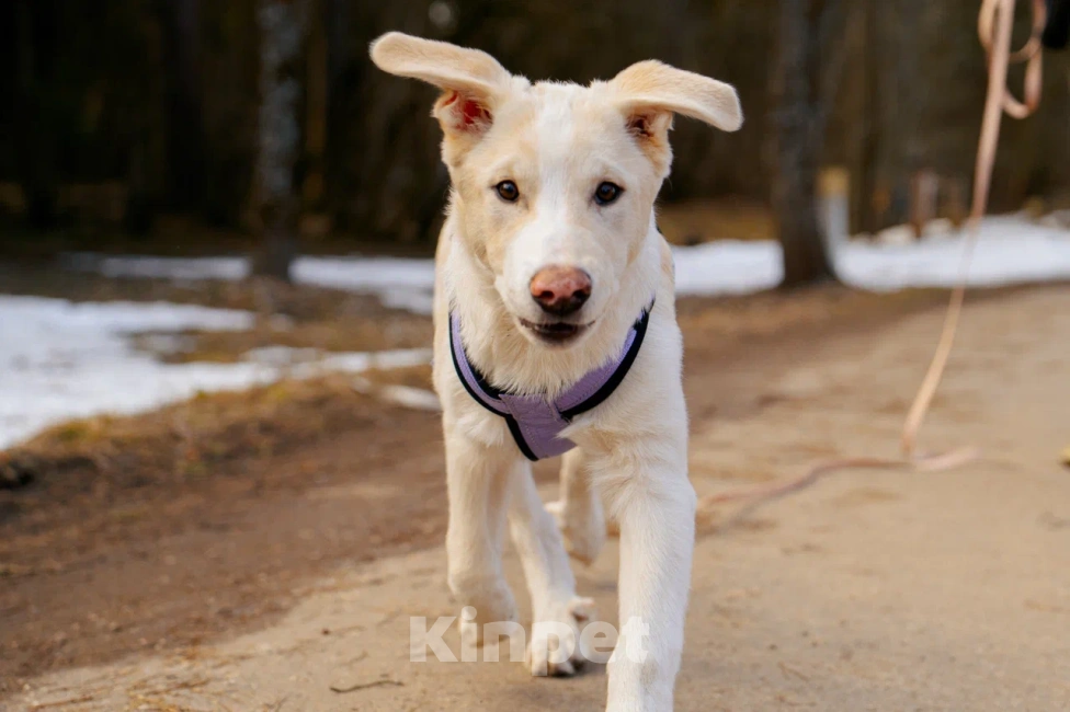 Собаки в Красногорске: Щенок Афина 4 месяца ищет дом Девочка, Бесплатно - фото 5