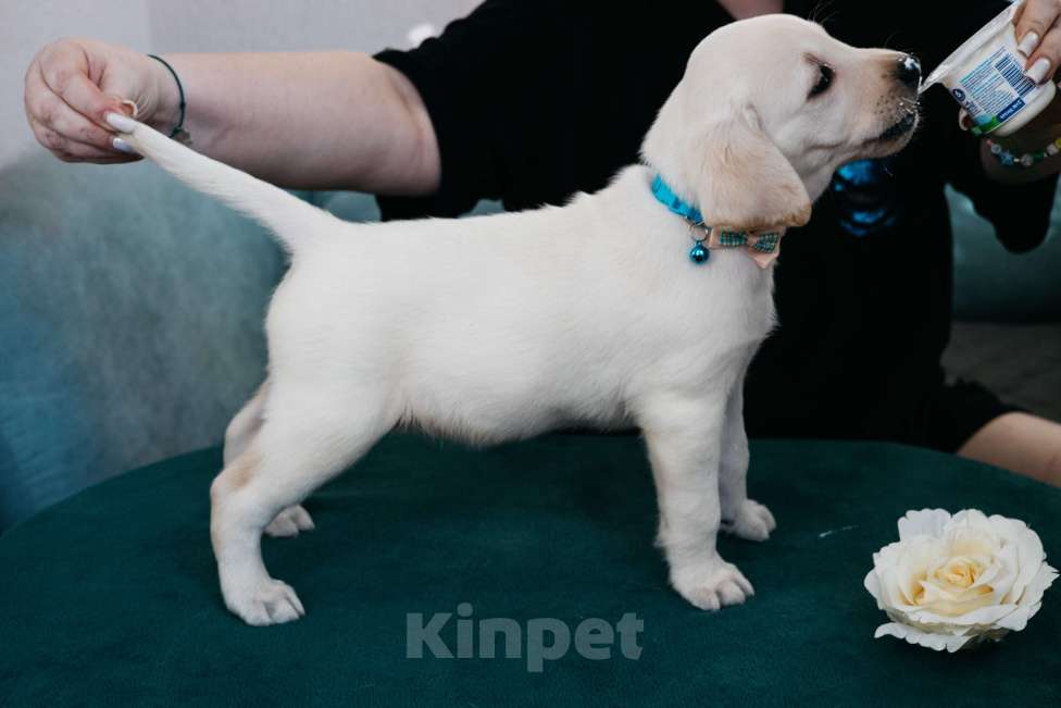 Собаки в Москве: Лабрадор-ретривер, щенок Мальчик, Бесплатно - фото 3