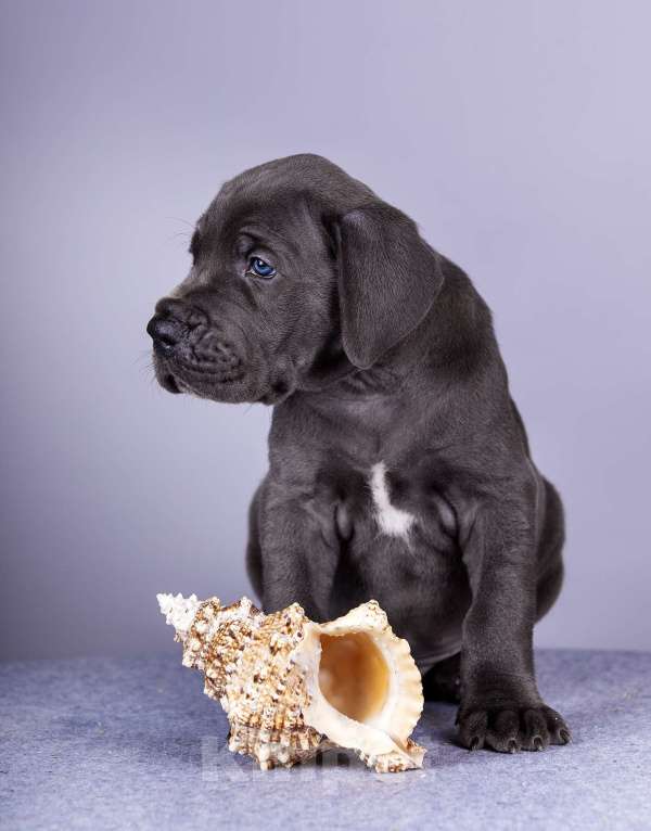 Собаки в Нижнем Новгороде: Немецкий Дог Чемпион Моего Сердца (Зелёная лента) Мальчик, 100 000 руб. - фото 6