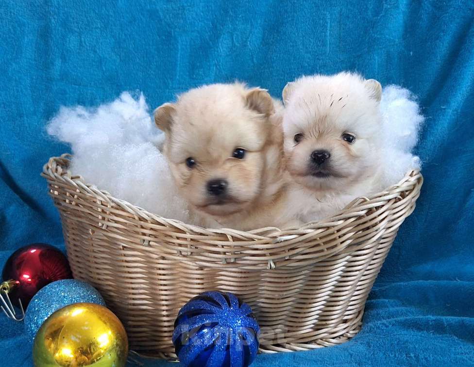 Собаки в Ангарске: Девочка Девочка, 30 000 руб. - фото 1