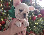 Собаки в Москве: Щенок французского бульдога девочка Девочка, 50 000 руб. - фото 4