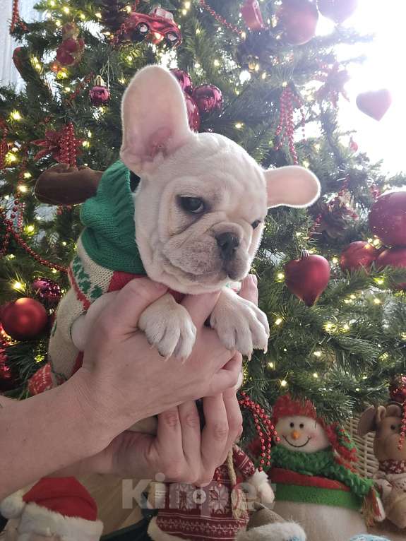 Собаки в Москве: Щенок французского бульдога девочка Девочка, 50 000 руб. - фото 4