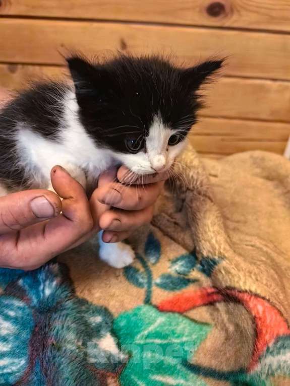 Кошки в Санкт-Петербурге: Пушистик Мальчик, Бесплатно - фото 2