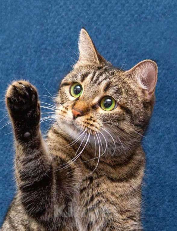 Кошки в Москве: Малышка Муся ищет дом и любящее сердце Девочка, Бесплатно - фото 2