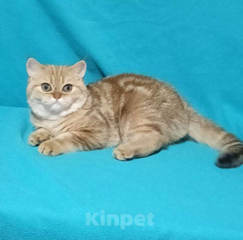 Кошки в Москве: Золотой мраморный котик Мальчик, 6 000 руб. - фото 7