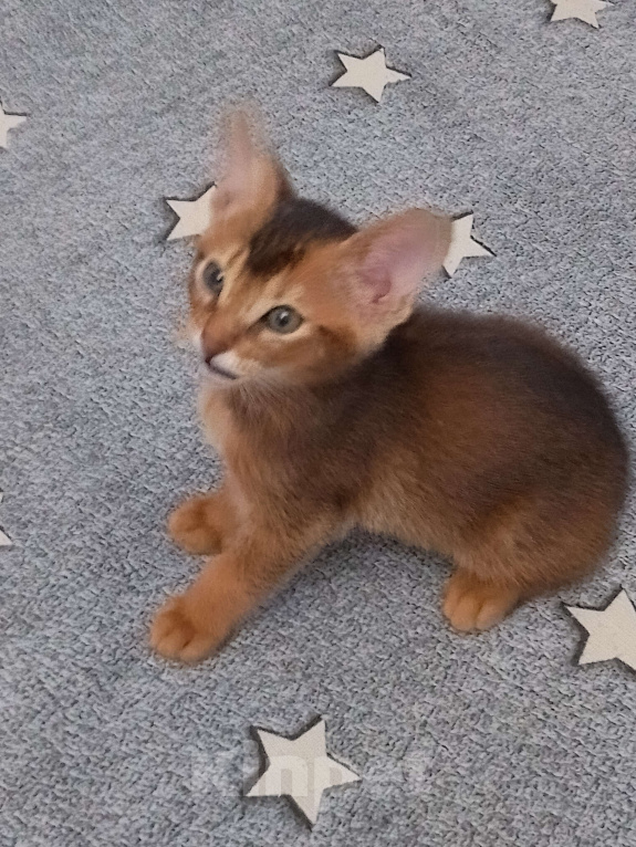 Кошки в Москве: Абиссинский котенок в ярком диком окрасе Мальчик, 25 000 руб. - фото 5