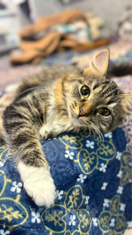 Кошки в Москве: Очень красивые котята (5 мес.) в добрые руки Девочка, Бесплатно - фото 8