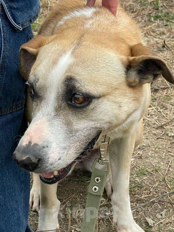 Собаки в других городах Краснодарского края: Джина из приюта Поводог Сочи Девочка, Бесплатно - фото 5