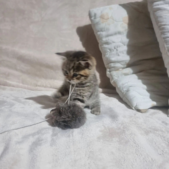 Девочка, кошечка!