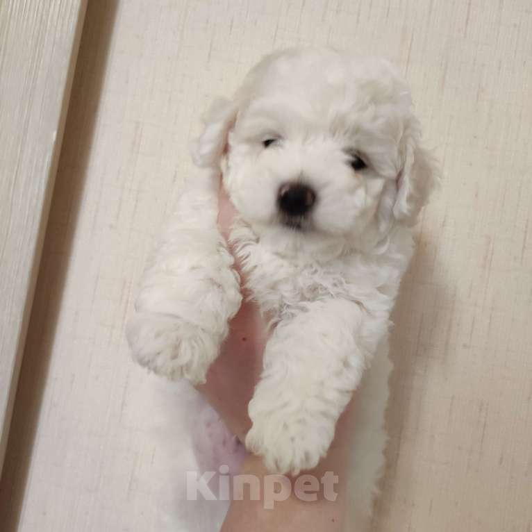 Собаки в Лермонтове: Мальчик и девочка бишон фризе Мальчик, 45 000 руб. - фото 6