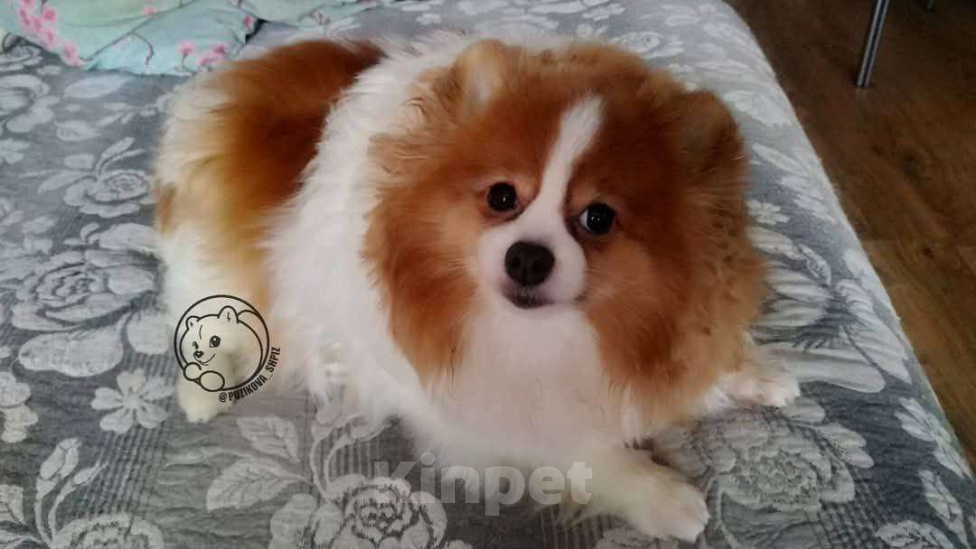 Собаки в Москве: Померанский Шпиц  Девочка, 85 000 руб. - фото 3