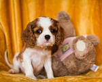 Собаки в Челябинске: Кавалер Кинг Чарльз Спаниель (щенок) Девочка, 130 000 руб. - фото 1