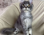 Кошки в Дмитрове: Голубой тикированный мальчик мейн кун Xanti Мальчик, 30 000 руб. - фото 3