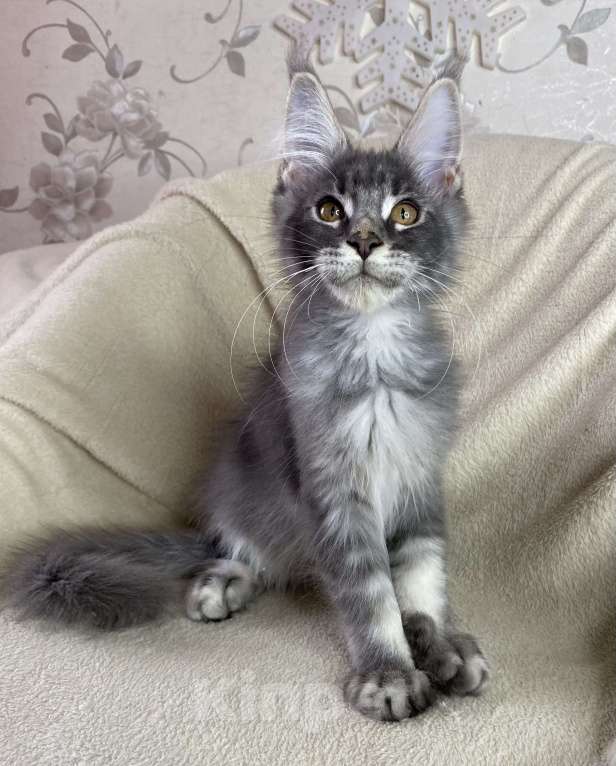 Кошки в Дмитрове: Голубой тикированный мальчик мейн кун Xanti Мальчик, 30 000 руб. - фото 3