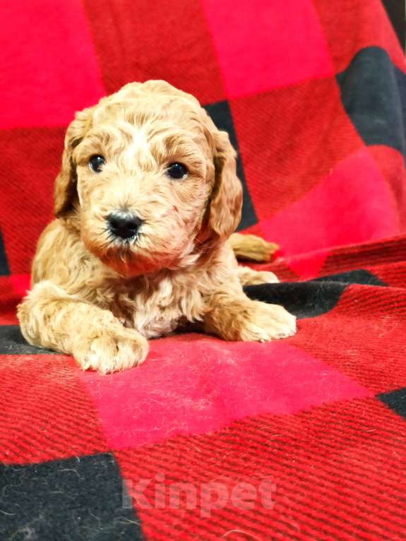 Собаки в Уфе: Пудель средний  Девочка, Бесплатно - фото 3