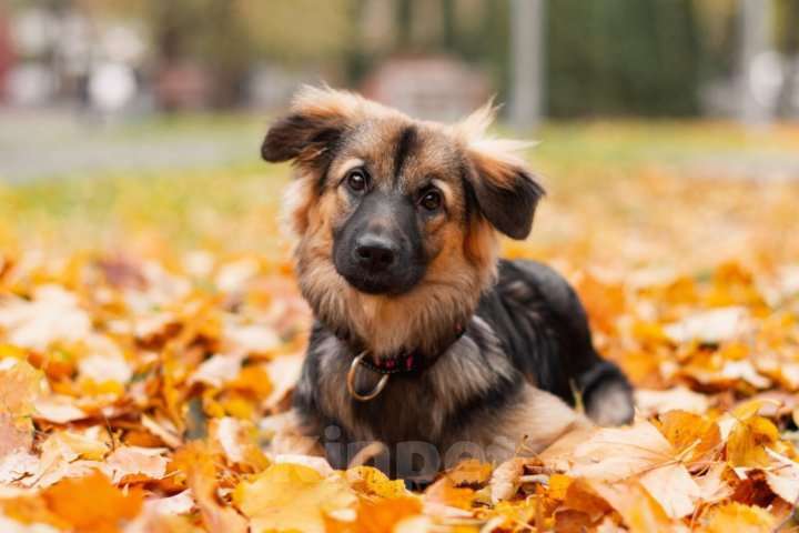 Собаки в Москве: Щенок в добрые руки Девочка, 10 руб. - фото 3