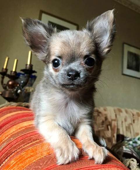 Собаки в Мичуринске: чихуахуа яркая красивая девочка  Девочка, 25 000 руб. - фото 3