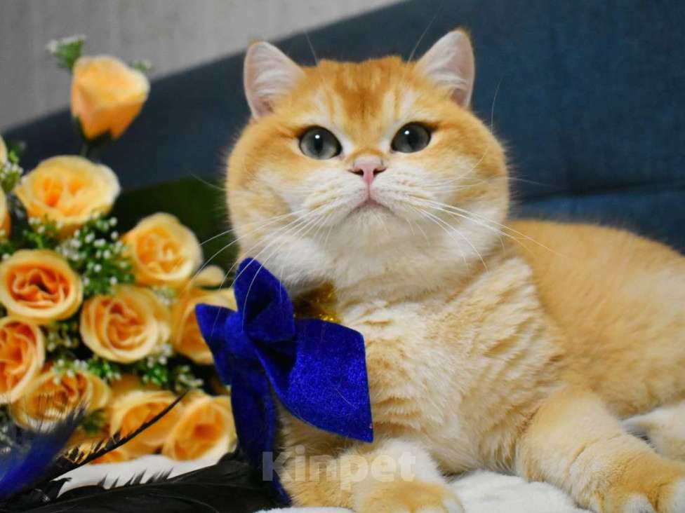 Кошки в Москве: Золотая шиншилла  Мальчик, 90 000 руб. - фото 7