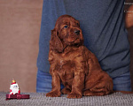 Собаки в Москве: Щенки Ирландского сеттера п-к Контарио Оде  Мальчик, 140 000 руб. - фото 1