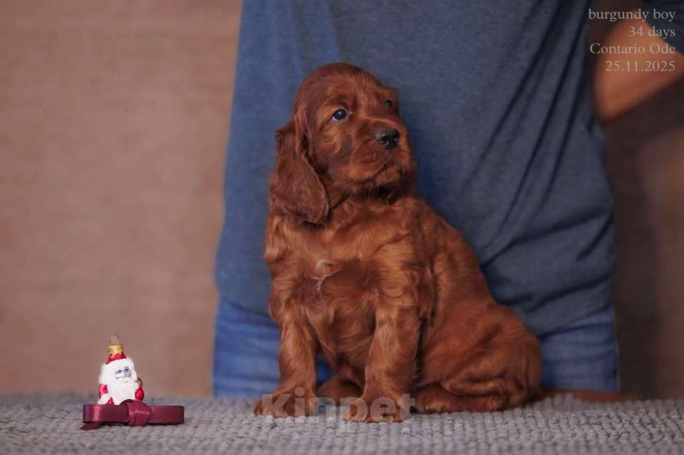 Собаки в Москве: Щенки Ирландского сеттера п-к Контарио Оде  Мальчик, 140 000 руб. - фото 1