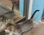 Кошки в Краснодаре: Котята- мышеловы Девочка, Бесплатно - фото 1