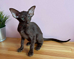 Кошки в Краснодаре: Бесподобный котёнок ориентал  Девочка, 39 999 руб. - фото 4