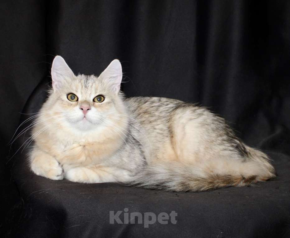 Кошки в Тюмени: Сибирский котёнок Мальчик, 15 000 руб. - фото 3