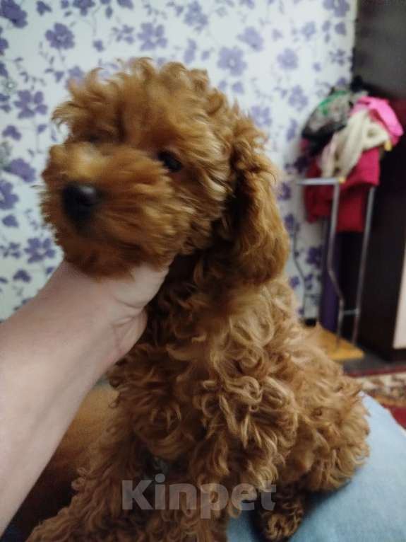 Собаки в Москве: Миниатюрный пудель щенок Мальчик, 100 000 руб. - фото 3