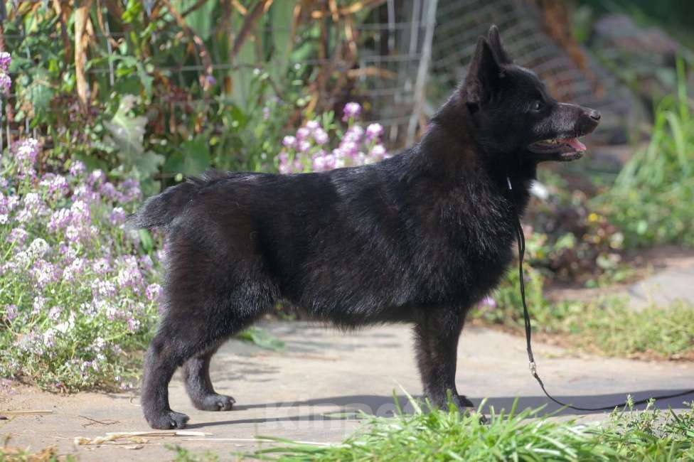 Собаки в других городах Московской области: замечательная девочка Девочка, 80 000 руб. - фото 2