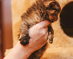 Кошки в Рязани: Сибирские котята, 15 000 руб. - фото 1