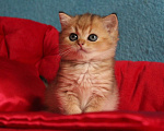 Кошки в Клине: Ласковый малыш Мальчик, 20 000 руб. - фото 2