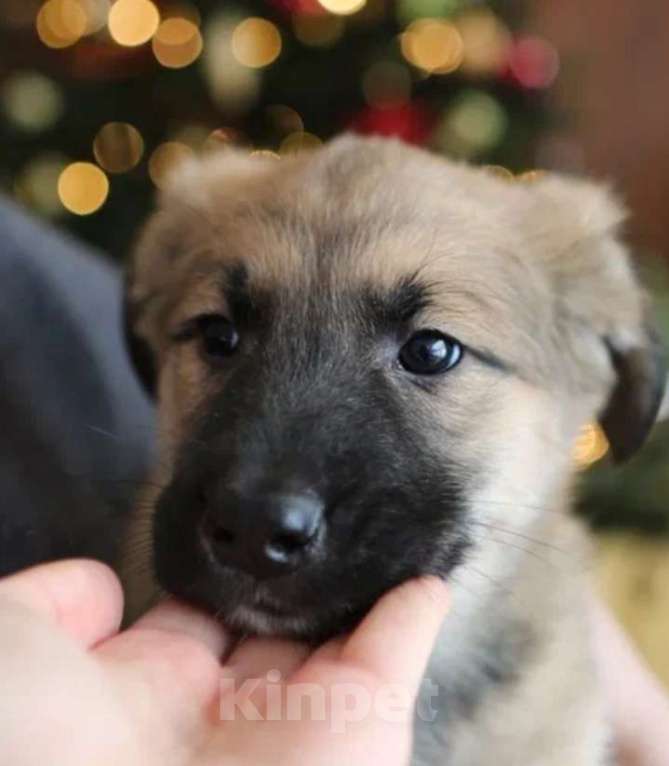 Собаки в других городах Московской области: В добрые руки Мальчик, Бесплатно - фото 3