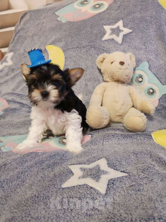 Собаки в Азове: Щенки бивер терьера три мальчика и одна девочка Разнополые, Бесплатно - фото 8